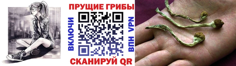 Псилоцибиновые грибы ЛСД  это телеграм  Урус-Мартан  купить закладку  ОМГ ОМГ зеркало 